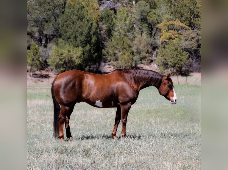 Paint Horse Wallach 10 Jahre 152 cm in Camp Verde, AZ