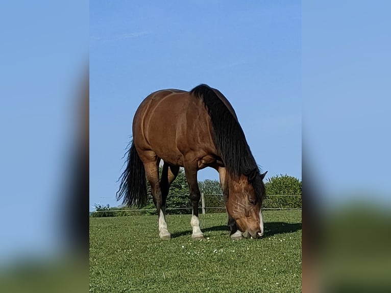 Paint Horse Wallach 10 Jahre 153 cm Brauner in Klein Wittensee