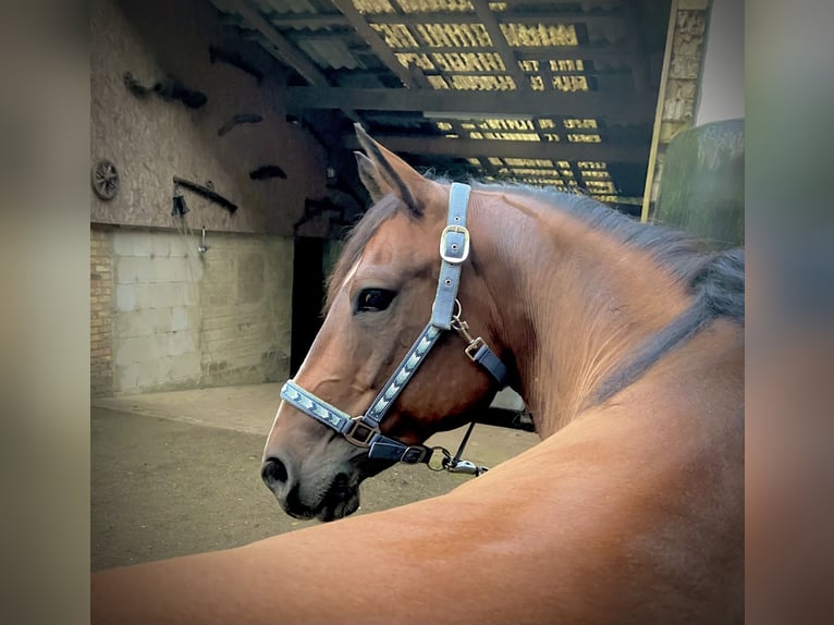 Paint Horse Wallach 10 Jahre 153 cm Brauner in Klein Wittensee