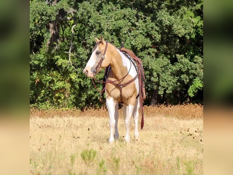 Paint Horse Mix Wallach 10 Jahre 155 cm in Pilot Point, TX
