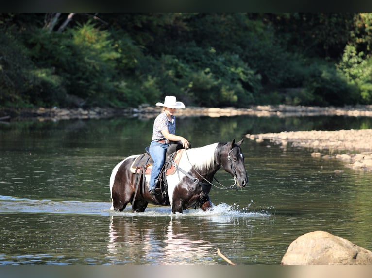Paint Horse Wallach 10 Jahre 155 cm Schecke in Clarion