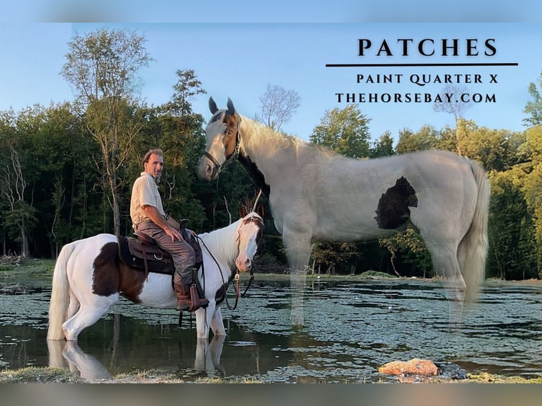 Paint Horse Wallach 10 Jahre 155 cm Tobiano-alle-Farben in Coatesville, PA