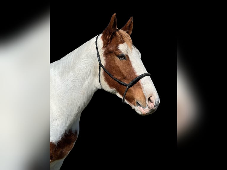 Paint Horse Wallach 10 Jahre 155 cm Tobiano-alle-Farben in Gielding