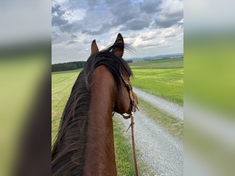 Paint Horse Wallach 10 Jahre 156 cm Schecke in Speichersdorf