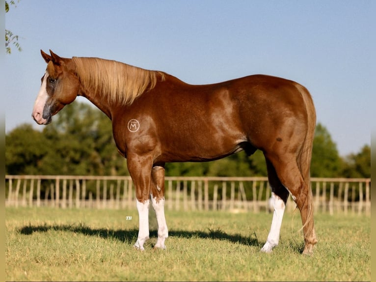 Paint Horse Wallach 10 Jahre 157 cm Rotfuchs in Dennis, TX