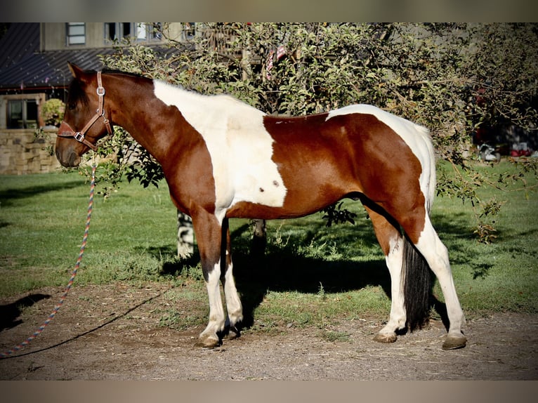 Paint Horse Wallach 10 Jahre 157 cm Tobiano-alle-Farben in Fort Collins