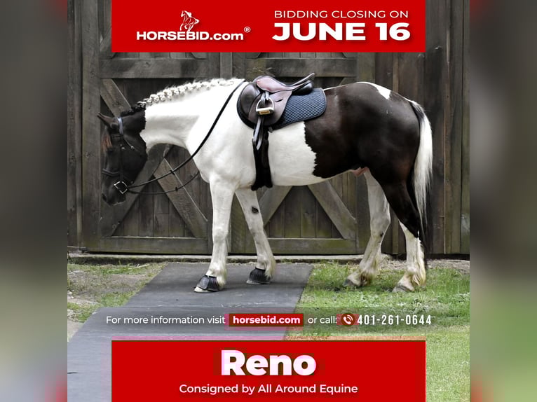 Paint Horse Mix Wallach 10 Jahre 157 cm in Middleboro, MA