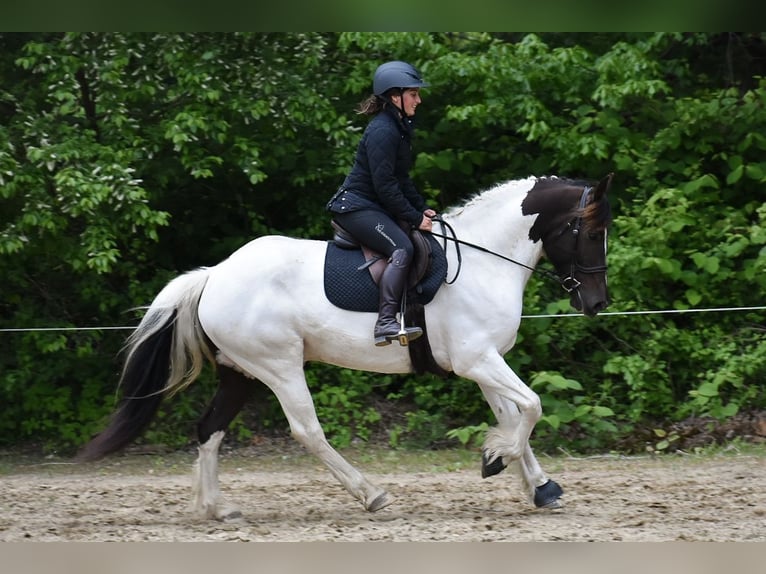 Paint Horse Mix Wallach 10 Jahre 157 cm in Middleboro, MA
