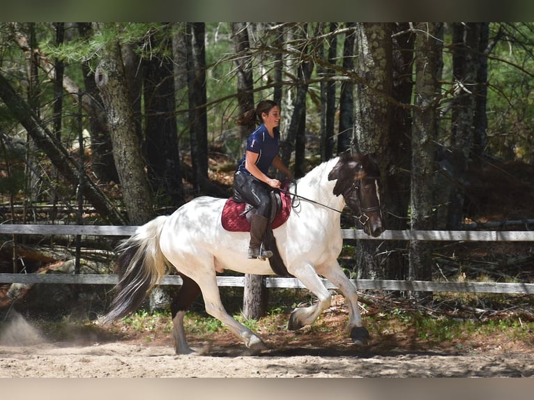 Paint Horse Mix Wallach 10 Jahre 157 cm in Middleboro, MA