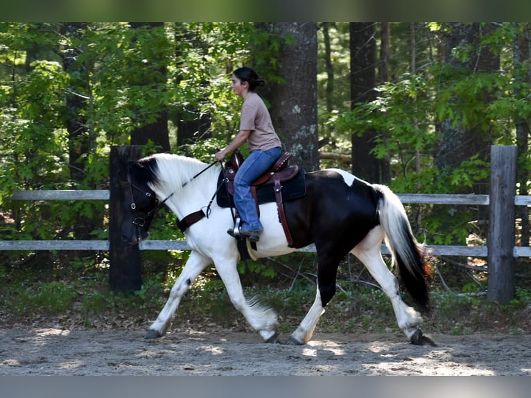 Paint Horse Mix Wallach 10 Jahre 157 cm in Middleboro, MA