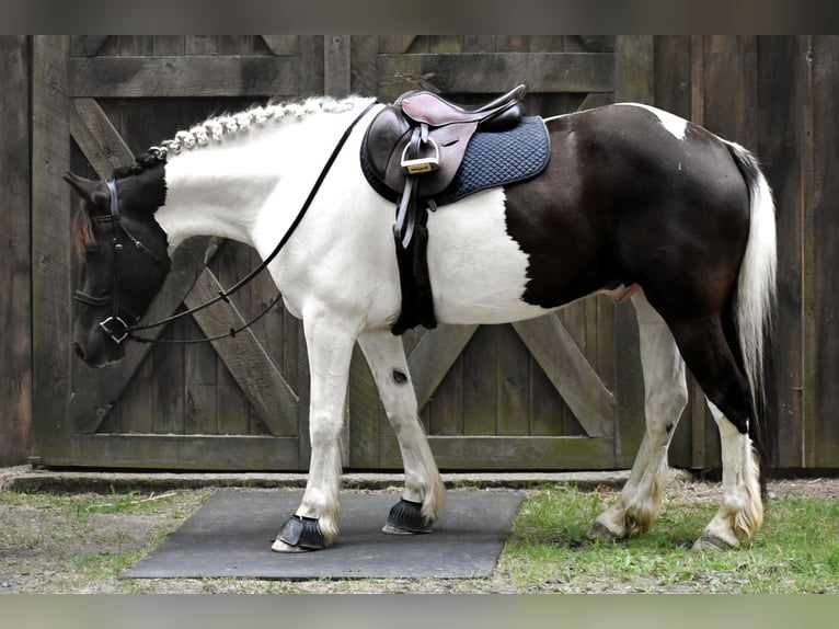 Paint Horse Mix Wallach 10 Jahre 157 cm in Middleboro, MA