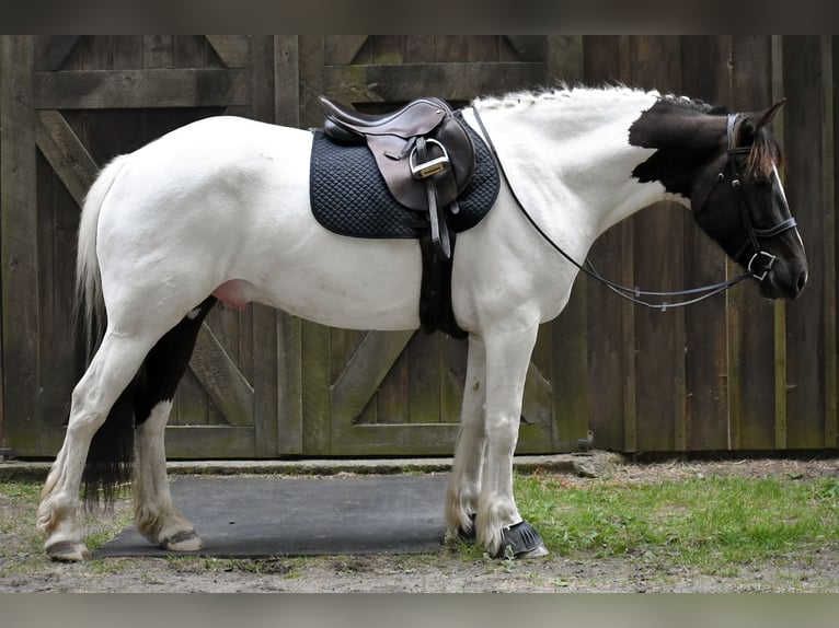 Paint Horse Mix Wallach 10 Jahre 157 cm in Middleboro, MA