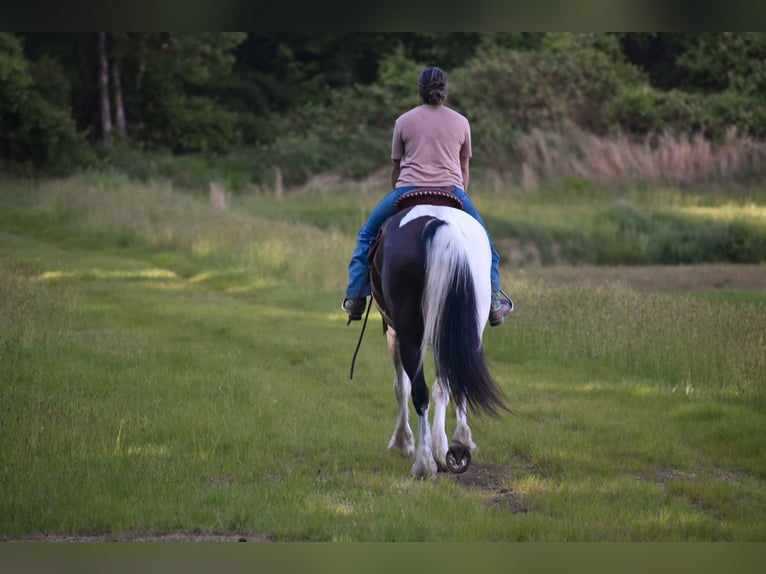 Paint Horse Mix Wallach 10 Jahre 157 cm in Middleboro, MA