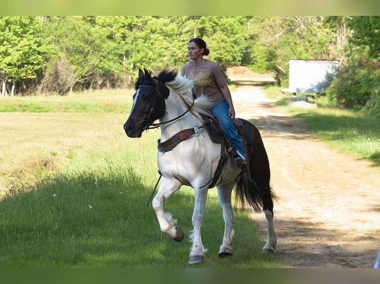 Paint Horse Mix Wallach 10 Jahre 157 cm in Middleboro, MA
