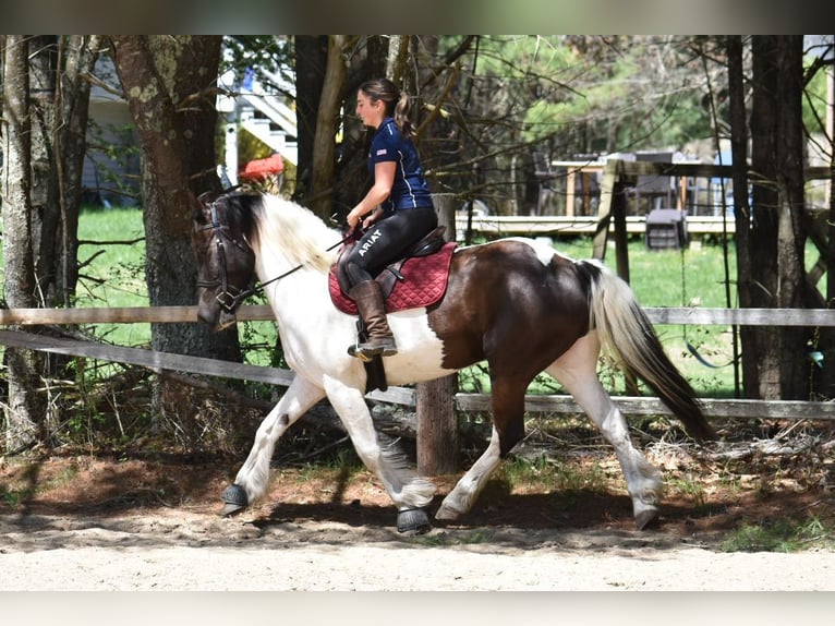 Paint Horse Mix Wallach 10 Jahre 157 cm in Middleboro, MA