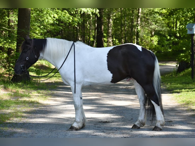 Paint Horse Mix Wallach 10 Jahre 157 cm in Middleboro, MA