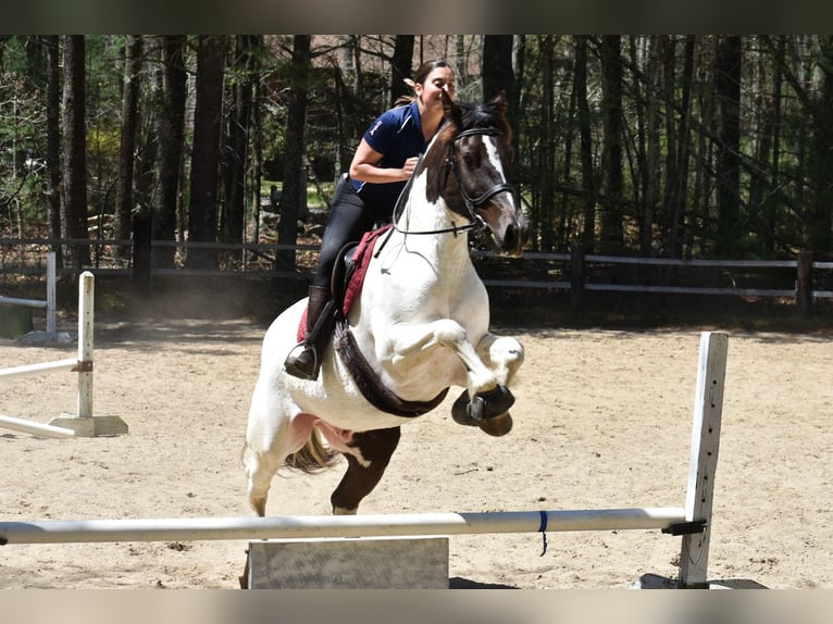 Paint Horse Mix Wallach 10 Jahre 157 cm in Middleboro, MA