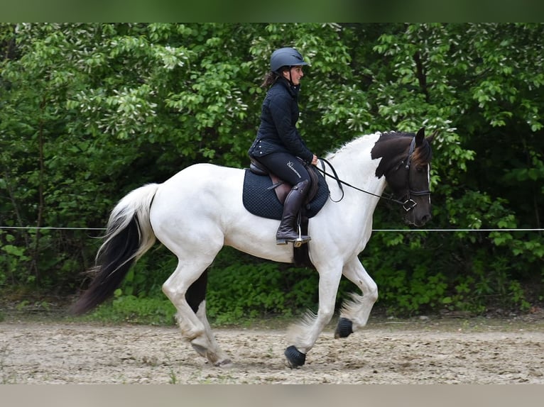 Paint Horse Mix Wallach 10 Jahre 157 cm in Middleboro, MA