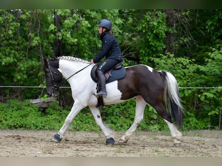 Paint Horse Mix Wallach 10 Jahre 157 cm in Middleboro, MA