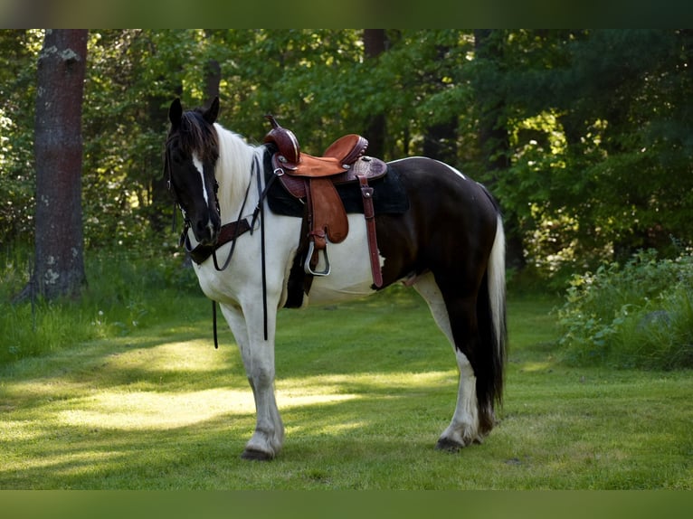 Paint Horse Mix Wallach 10 Jahre 157 cm in Middleboro, MA
