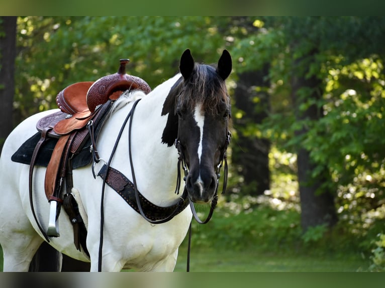 Paint Horse Mix Wallach 10 Jahre 157 cm in Middleboro, MA