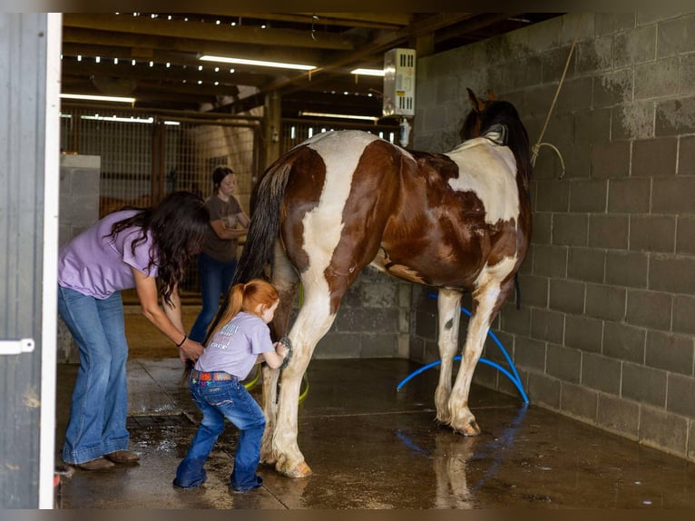 Paint Horse Mix Wallach 10 Jahre 157 cm in Auburn, KY