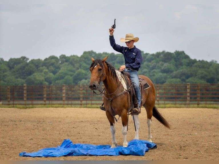 Paint Horse Mix Wallach 10 Jahre 157 cm in Auburn, KY
