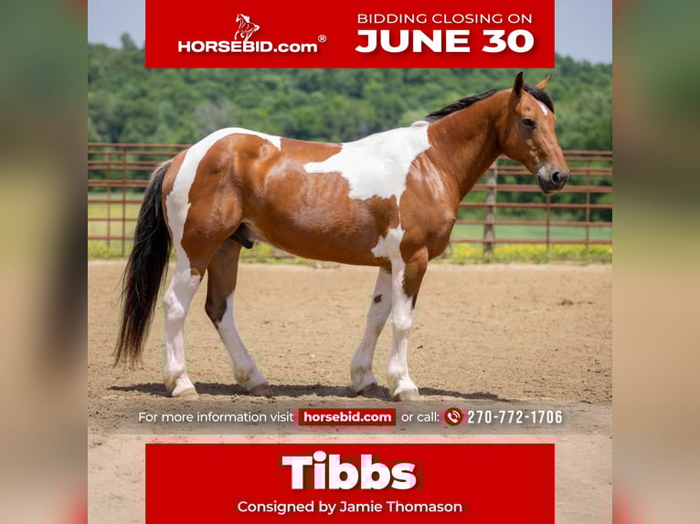 Paint Horse Mix Wallach 10 Jahre 157 cm in Auburn, KY
