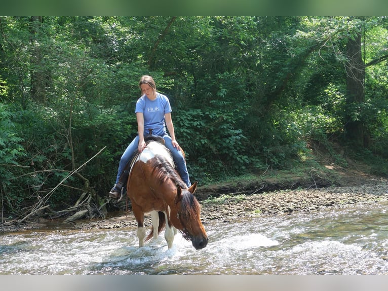 Paint Horse Mix Wallach 10 Jahre 157 cm in Auburn, KY