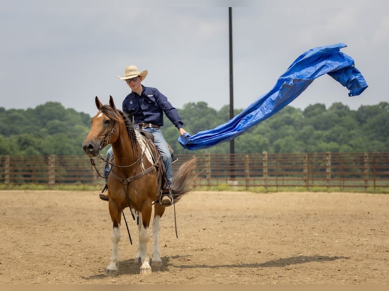 Paint Horse Mix Wallach 10 Jahre 157 cm in Auburn, KY