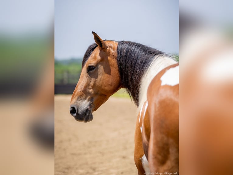Paint Horse Mix Wallach 10 Jahre 157 cm in Auburn, KY
