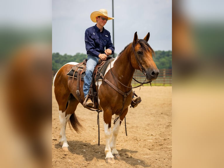 Paint Horse Mix Wallach 10 Jahre 157 cm in Auburn, KY