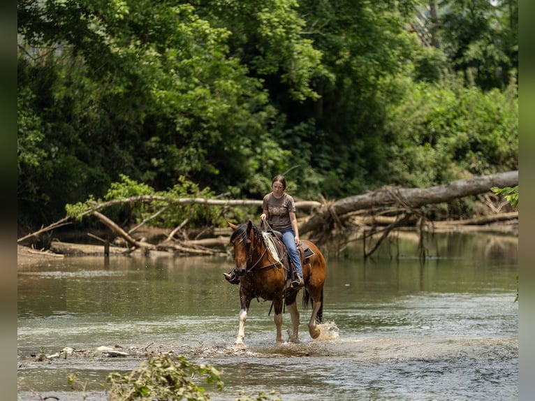 Paint Horse Mix Wallach 10 Jahre 157 cm in Auburn, KY