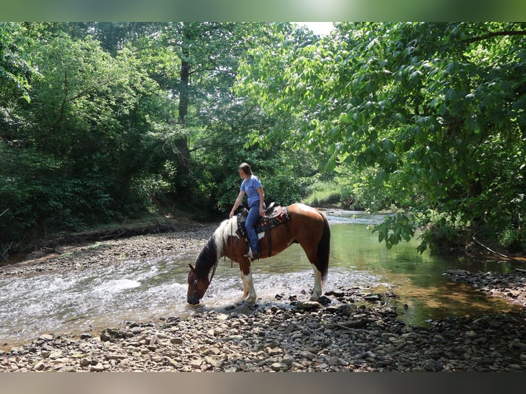 Paint Horse Mix Wallach 10 Jahre 157 cm in Auburn, KY