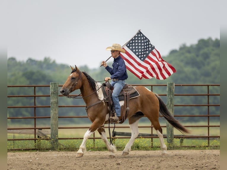 Paint Horse Mix Wallach 10 Jahre 157 cm in Auburn, KY
