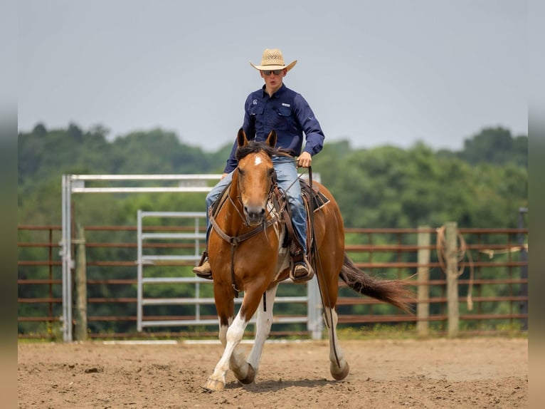 Paint Horse Mix Wallach 10 Jahre 157 cm in Auburn, KY