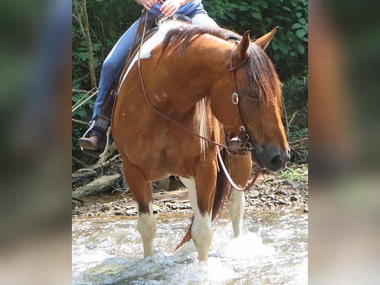 Paint Horse Mix Wallach 10 Jahre 157 cm in Auburn, KY