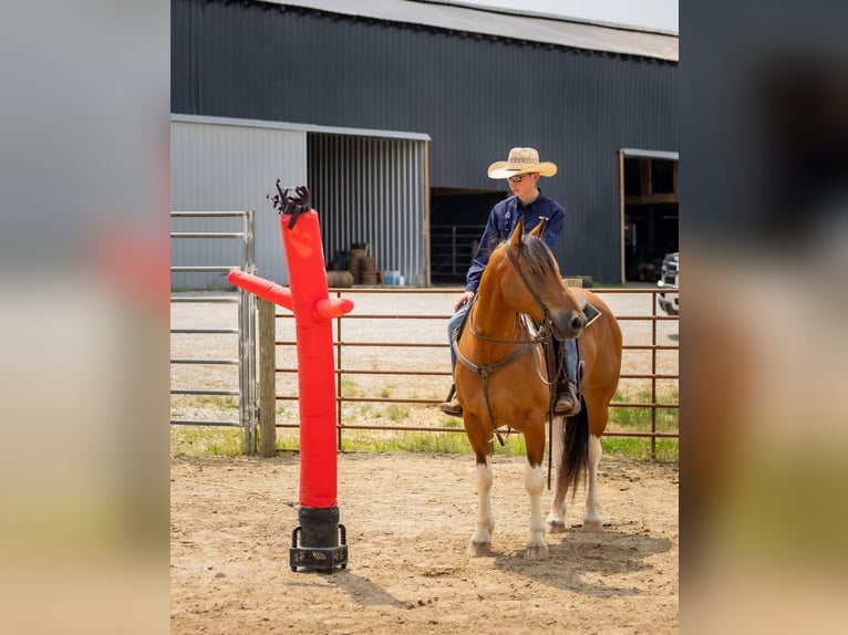 Paint Horse Mix Wallach 10 Jahre 157 cm in Auburn, KY