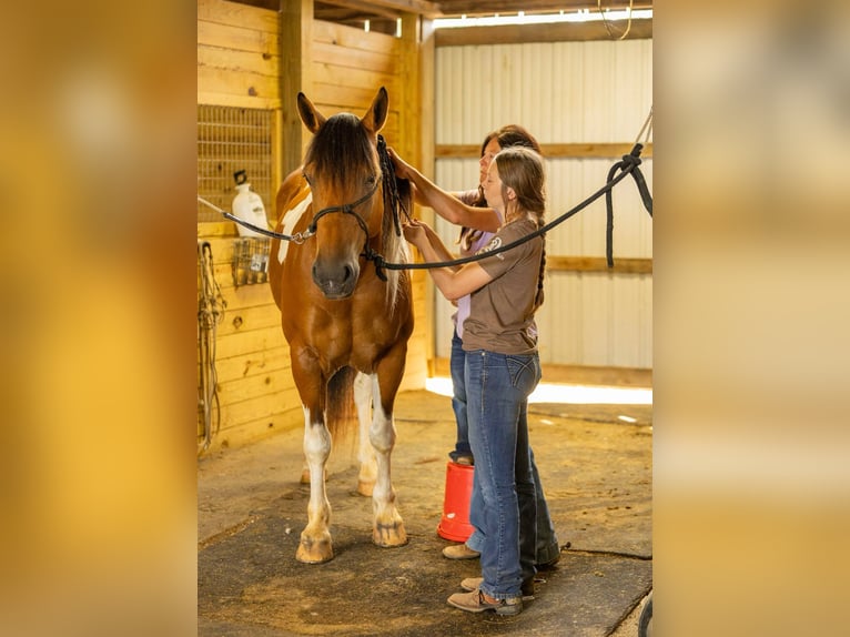 Paint Horse Mix Wallach 10 Jahre 157 cm in Auburn, KY