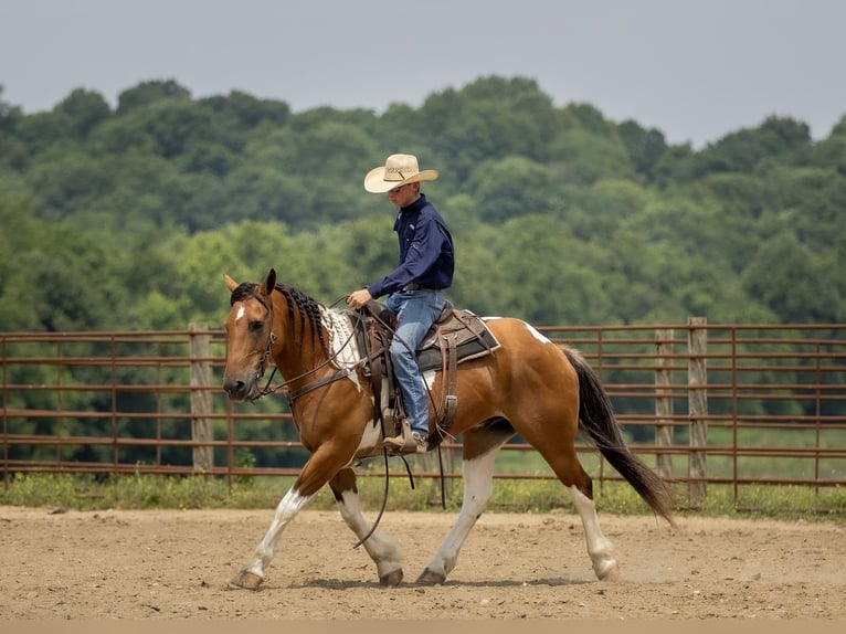 Paint Horse Mix Wallach 10 Jahre 157 cm in Auburn, KY