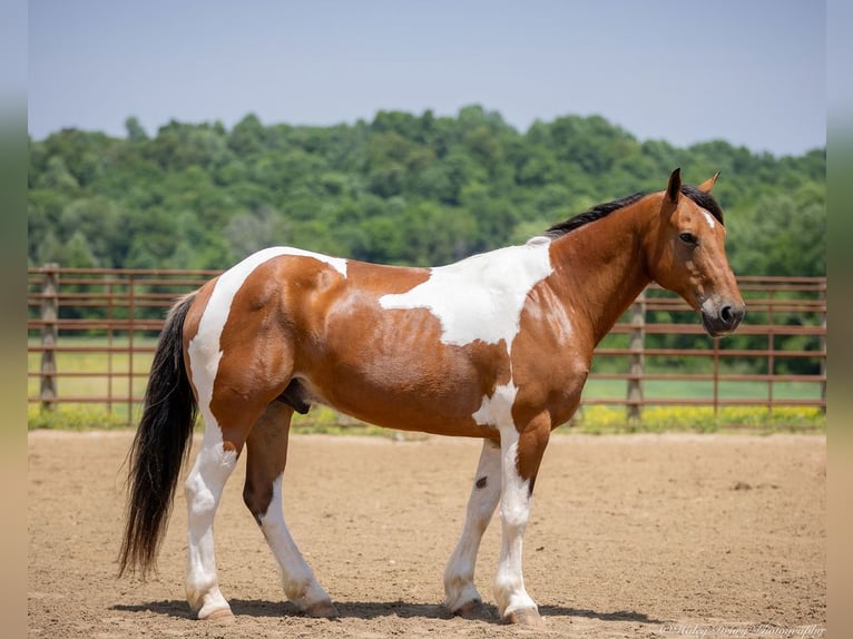 Paint Horse Mix Wallach 10 Jahre 157 cm in Auburn, KY