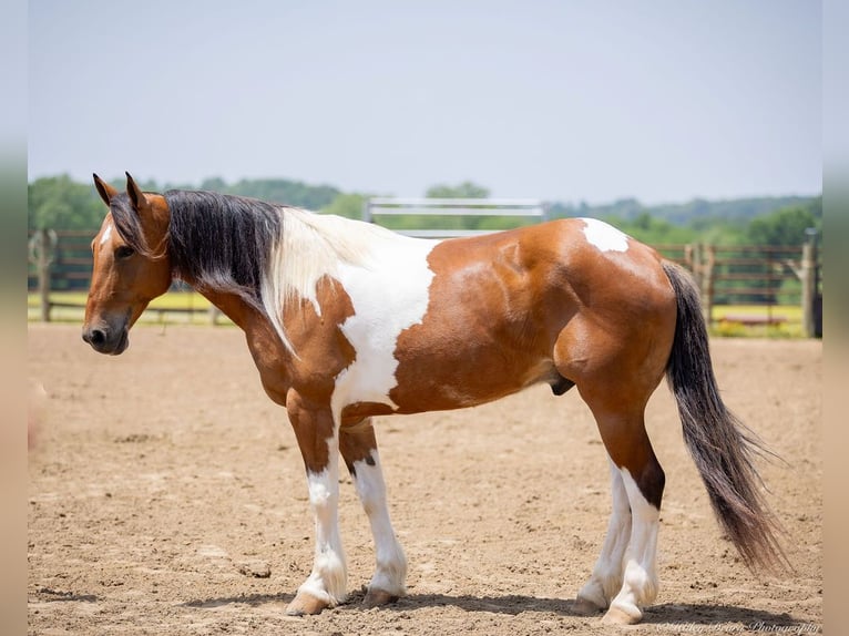 Paint Horse Mix Wallach 10 Jahre 157 cm in Auburn, KY