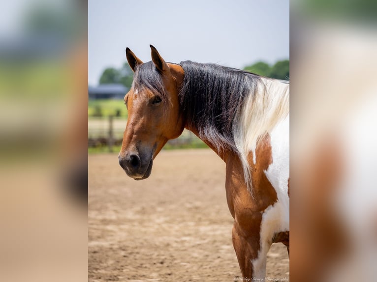 Paint Horse Mix Wallach 10 Jahre 157 cm in Auburn, KY