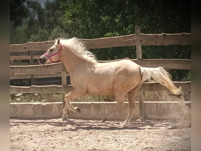 Paint Horse Wallach 10 Jahre 165 cm Palomino in Algaida