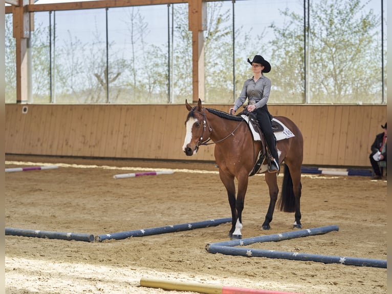 Paint Horse Wallach 10 Jahre 165 cm in Haldenwang
