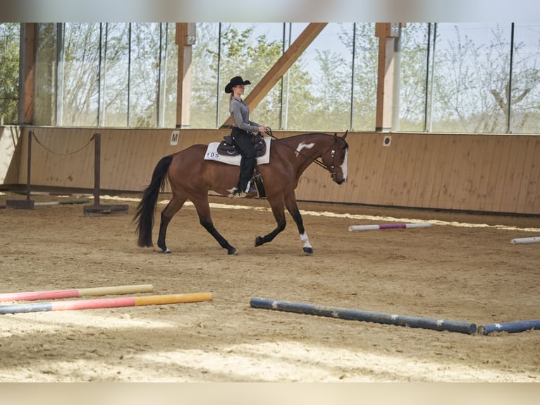 Paint Horse Wallach 10 Jahre 165 cm in Haldenwang