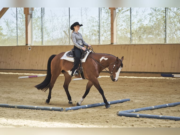 Paint Horse Wallach 10 Jahre 165 cm in Haldenwang