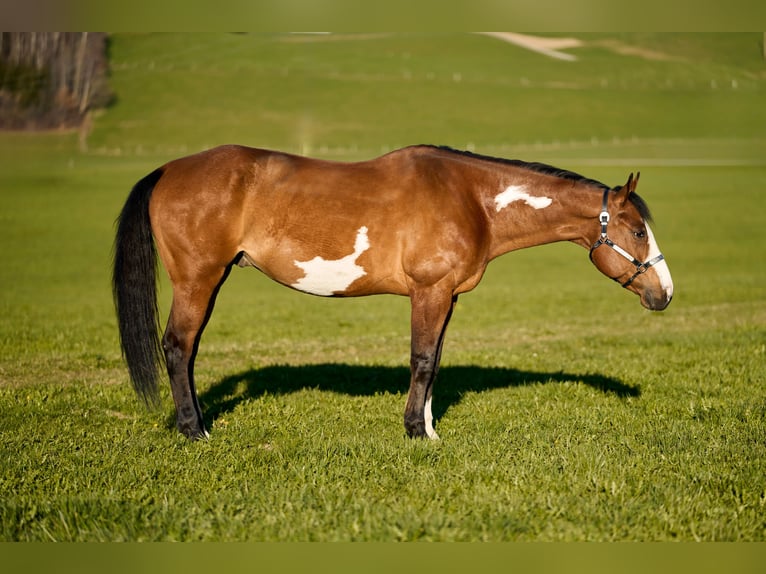 Paint Horse Wallach 10 Jahre 165 cm in Haldenwang