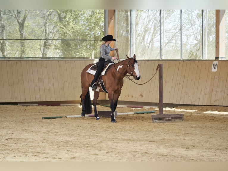 Paint Horse Wallach 10 Jahre 165 cm in Haldenwang