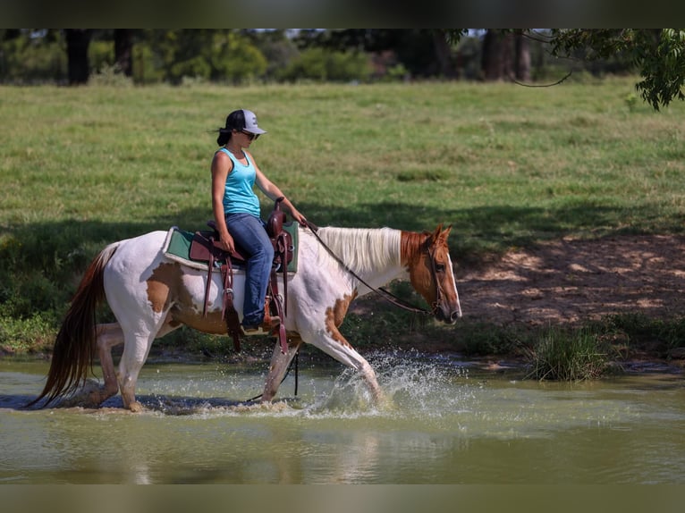Paint Horse Wallach 10 Jahre Tobiano-alle-Farben in Canton TX